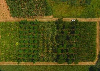 Incaper vai lançar série de vídeos com pesquisa sobre cultivo de café sombreado