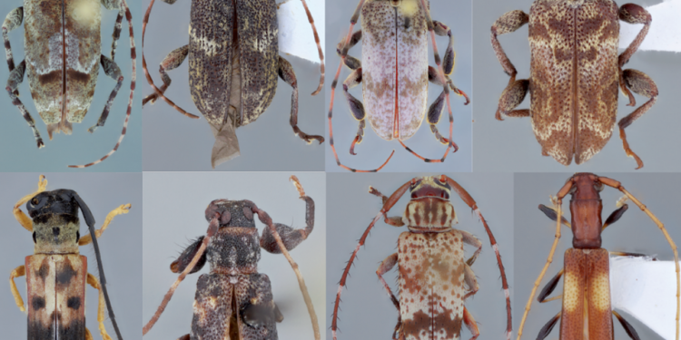 Oito novas espécies de insetos são descobertas no norte do Espírito Santo