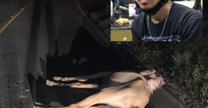 Animal solto na BR-381 causa morte de francisquense perto de Bananal, na divisa