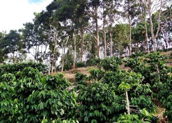 Safra capixaba tem previsão de queda de 1,3% para este ano; café arábica lidera com -35,7%