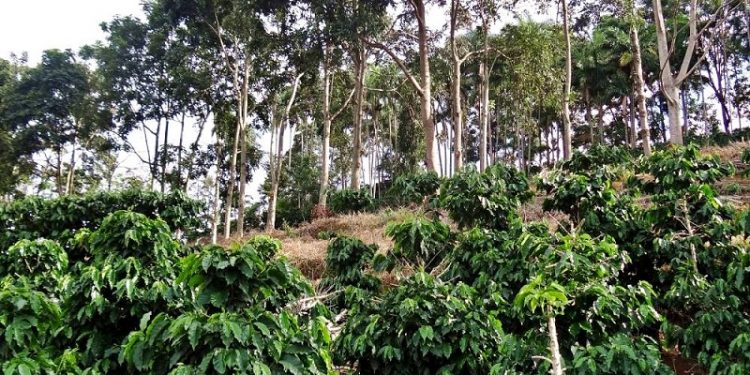 Safra capixaba tem previsão de queda de 1,3% para este ano; café arábica lidera com -35,7%