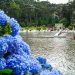 Verão no hemisfério Sul, é tempo de hortênsias na Serra Gaúcha Verão no hemisfério Sul, é tempo de hortênsias na Serra Gaúcha