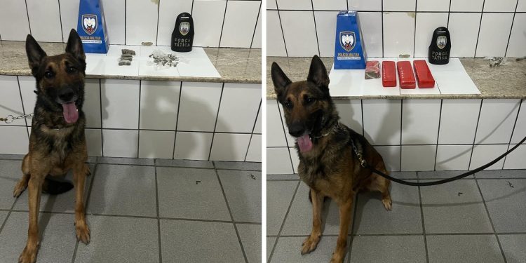 PM apreende grande quantidade de drogas no centro e na Vila Tavares, em Boa Esperança