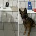 PM apreende grande quantidade de drogas no centro e na Vila Tavares, em Boa Esperança