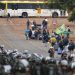 PF faz desdobramento da Operação Lesa Pátria e cumpre 12 mandados no ES PF faz desdobramento da Operação Lesa Pátria e cumpre 12 mandados no ES