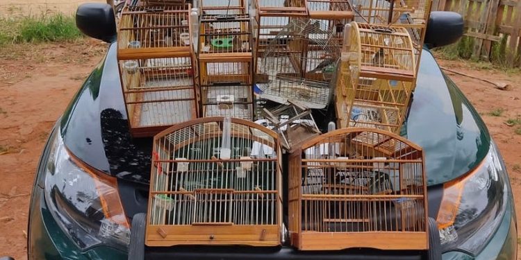 Polícia Ambiental resgata 11 coleiros e apreende 11 gaiolas e 2 alçapões no bairro Nova Barra