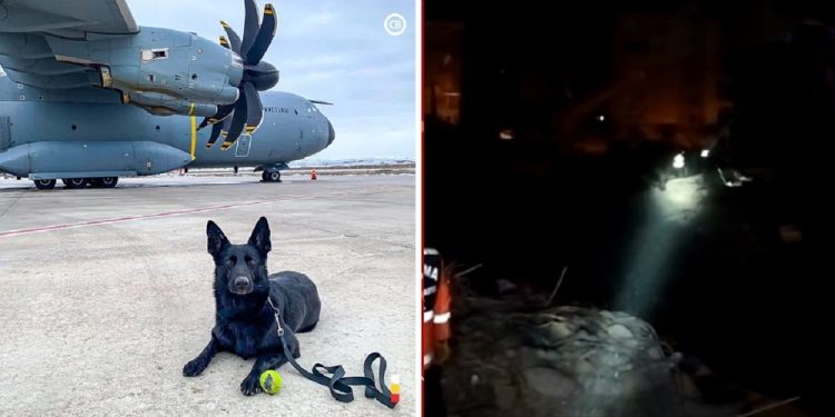 Cadela capixaba já localizou várias vítimas em escombros na Turquia Cadela capixaba já localizou várias vítimas em escombros na Turquia
