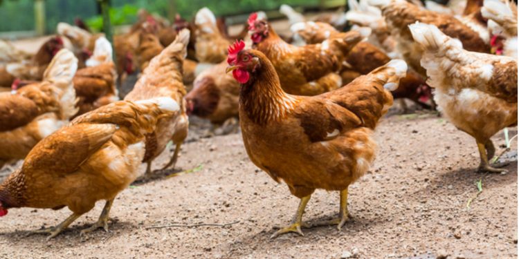 Governo do ES orienta municípios costeiros e produtores em relação à gripe aviária