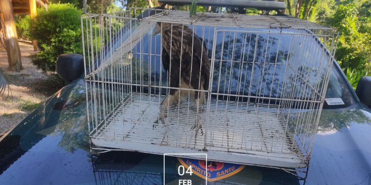 Família encontra Gavião Real ferido e aciona a Polícia ambiental