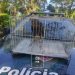 Família encontra Gavião Real ferido e aciona a Polícia ambiental Família encontra Gavião Real ferido e aciona a Polícia ambiental