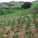 Hortões municipais produzem mais de 3,9 mil kg e 73 caixas de legumes e verduras só em janeiro Hortões municipais produzem mais de 3,9 mil kg e 73 caixas de legumes e verduras só em janeiro