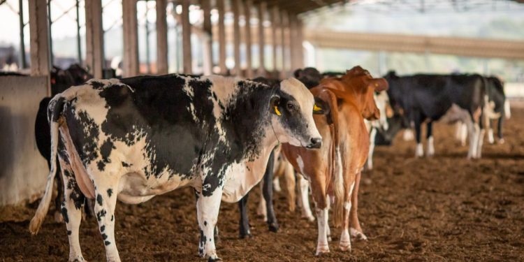 Caso de raiva em Mantena: secretário descarta vacinação em massa e diz que situação está sob controle