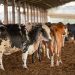“Vaca louca’ provoca suspensão de exportações de carne bovina para  a China