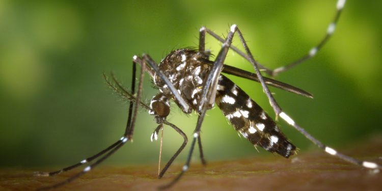 Primo do aegypti, Albopictus prolifera e já preocupa autoridades sanitárias
