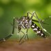 Primo do aegypti, Albopictus prolifera e já preocupa autoridades sanitárias