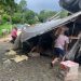 População saqueia carga de frango após caminhão tombar no km 202 da BR-101, perto de João Neiva População saqueia carga de frango após caminhão tombar no km 202 da BR-101, perto de João Neiva