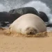 Ipram já tratou mais de 6,8 mil animais no Espírito Santo em 12 anos Ipram já tratou mais de 6,8 mil animais no Espírito Santo em 12 anos