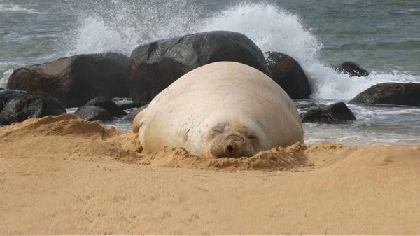 Ipram já tratou mais de 6,8 mil animais no Espírito Santo em 12 anos Ipram já tratou mais de 6,8 mil animais no Espírito Santo em 12 anos