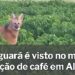 Arisco, lobo guará é difícil de ser visto, mas onde há lobeira, há guará
