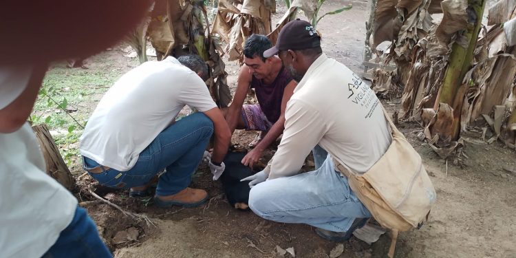 Semus faz mutirão de vacinação contra raiva no próximo sábado, 6