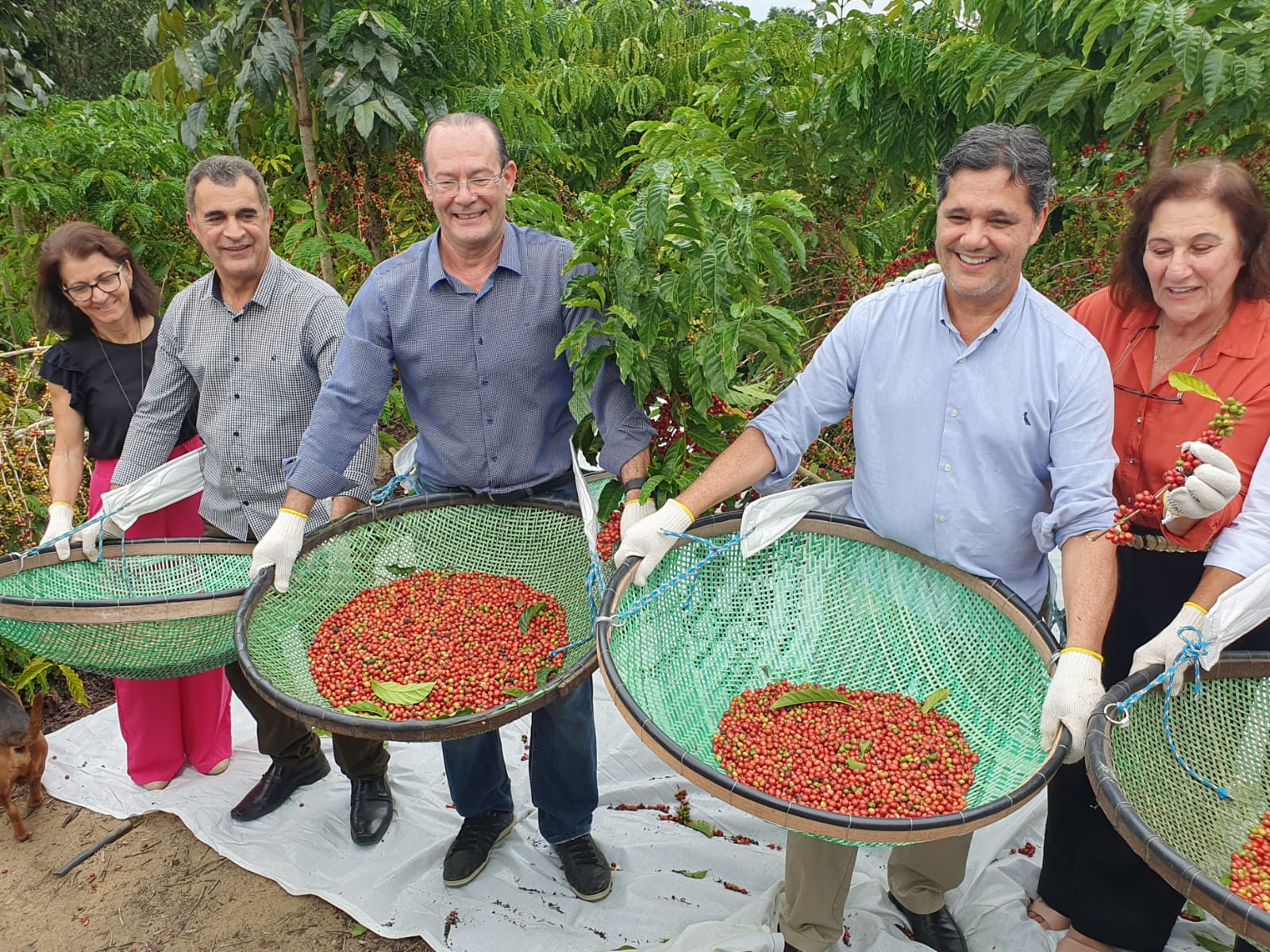 Plantation of conilon cafe in the rural town of Linhares, Espirito