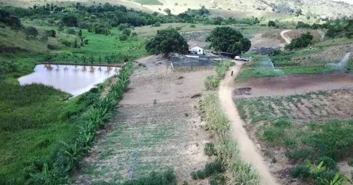 Hortões municipais colheram quase 2 mil quilos de frutas e legumes e 56 caixas de folhosas em abril