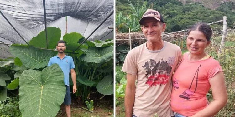 Produção de hortaliças orgânicas em Barra de São Francisco ganha destaque com plantação de taiobas gigantes Produção de hortaliças orgânicas em Barra de São Francisco ganha destaque com plantação de taiobas gigantes