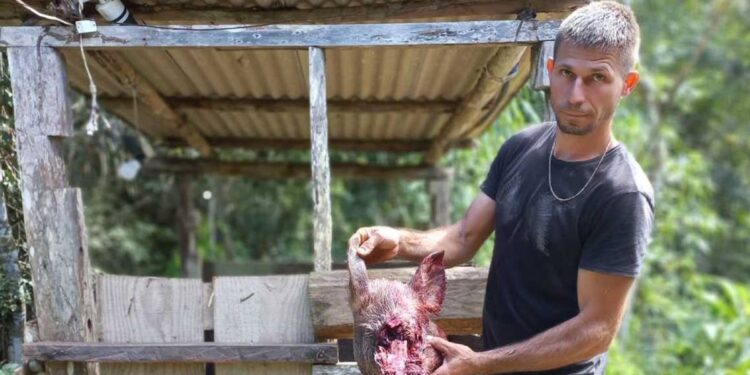 Ibama vai a Domingos Martins para investigar ataque de onça-pintada Ibama vai a Domingos Martins para investigar ataque de onça-pintada