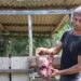Ibama vai a Domingos Martins para investigar ataque de onça-pintada Ibama vai a Domingos Martins para investigar ataque de onça-pintada