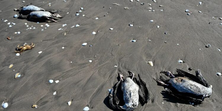 Chile não sabe explicar morte de 4,5 mil aves e 9 mil lobos marinhos