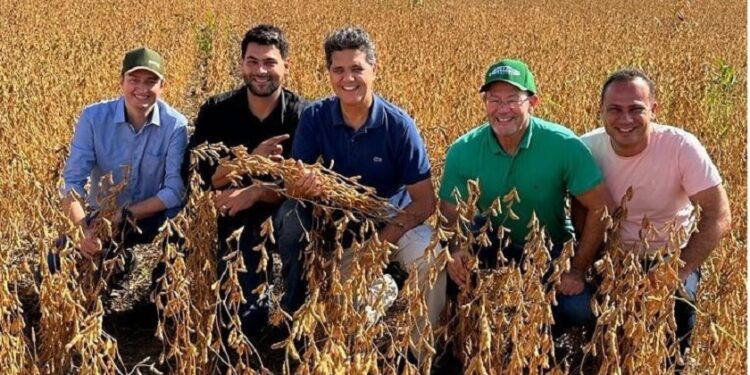 Soja no Norte e oliveiras, na Região Serrana, são destaques de culturas ‘entrantes’ no Espírito Santo Soja no Norte e oliveiras, na Região Serrana, são destaques de culturas ‘entrantes’ no Espírito Santo