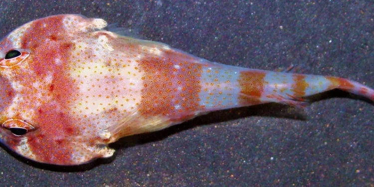 Nova espécie de peixe é descoberta na Ilha de Trindade, arquipélago do ES