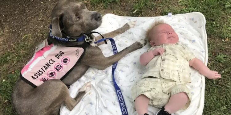 Cadela que ajudou dona com autismo a dar à luz ganha prêmio no Reino Unido Cadela que ajudou dona com autismo a dar à luz ganha prêmio no Reino Unido