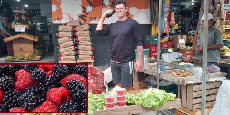Agricultor de Barra de São Francisco produz framboesas vermelhas, frutas saborosas e excelentes para a saúde