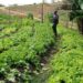 Hortões em parceria com o Ifes produzem 1,5 mil kg de legumes, raízes e frutas e mais 156 caixas de folhas em julho