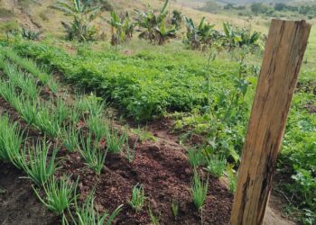 Hortões da Prefeitura de Barra de São Francisco em parceria com o Ifes produziram mais de 62 toneladas de alimentos para Programas Sociais
