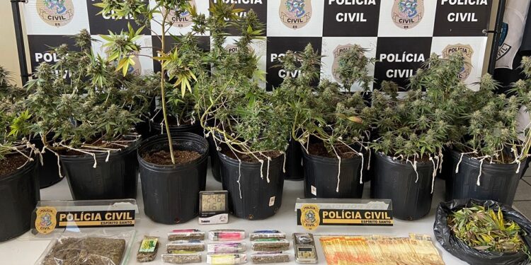 Mitos e verdades sobre a maconha; droga que pode ser liberada para consumo pessoal Mitos e verdades sobre a maconha; droga que pode ser liberada para consumo pessoal