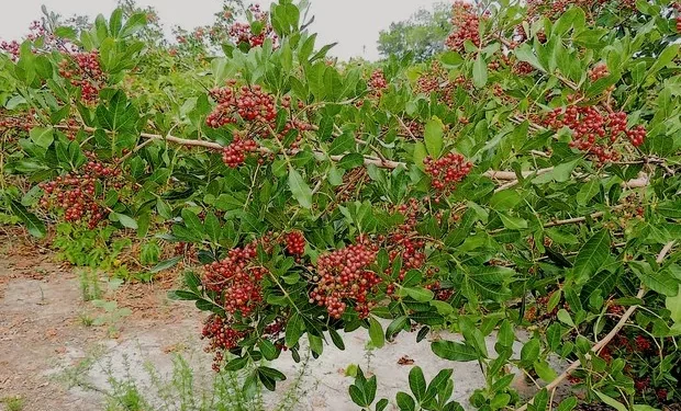 São Mateus conquista Indicação Geográfica para pimenta-rosa com apoio do Incaper São Mateus conquista Indicação Geográfica para pimenta-rosa com apoio do Incaper