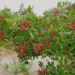 São Mateus conquista Indicação Geográfica para pimenta-rosa com apoio do Incaper