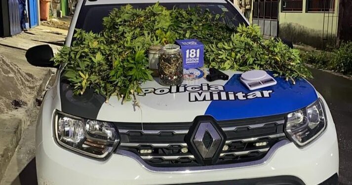 Polícia descobre laboratório de cultivo de maconha na Serra,  após denúncia anônima