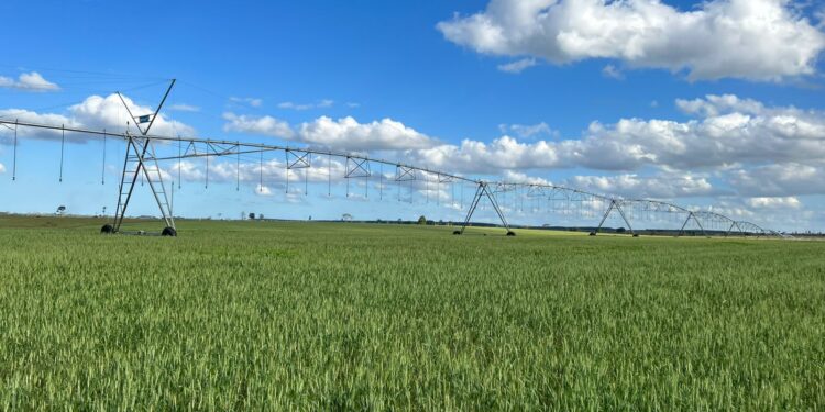 Irrigação impulsiona a expansão do agronegócio no Norte do Estado; saiba seus principais desafios