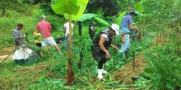 Projeto de incentivo à agroecologia faz a diferença para agricultores familiares no norte do Espírito Santo Projeto de incentivo à agroecologia faz a diferença para agricultores familiares no norte do Espírito Santo