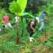 Projeto de incentivo à agroecologia faz a diferença para agricultores familiares no norte do Espírito Santo Projeto de incentivo à agroecologia faz a diferença para agricultores familiares no norte do Espírito Santo