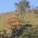 Morador do Córrego Turvo, entre Mantenópolis e Mantena, divulga vídeo com onça pintada na região Morador do Córrego Turvo, entre Mantenópolis e Mantena, divulga vídeo com onça pintada na região
