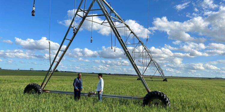 Soja passa a fazer parte das culturas emergentes no agronegócio do ES Soja passa a fazer parte das culturas emergentes no agronegócio do ES