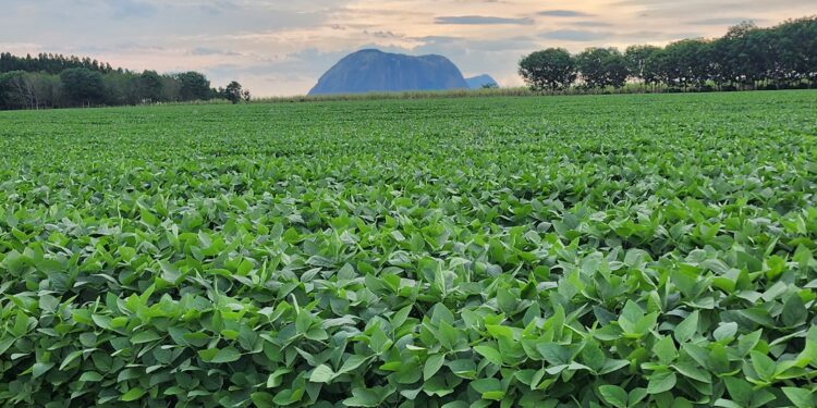 Acordo UE x Mercosul: produtores franceses pressionam Macron