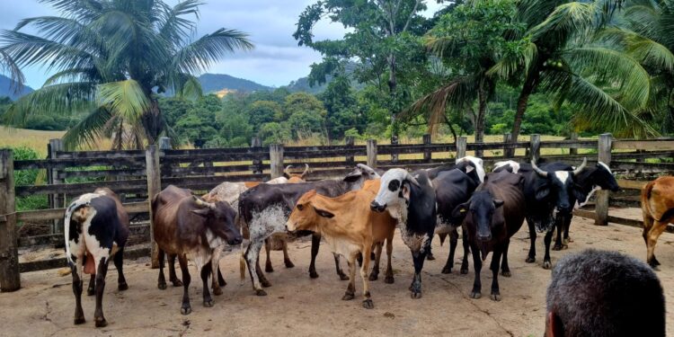 PC recupera na Serra, gado furtado de área rural em Pinheiros