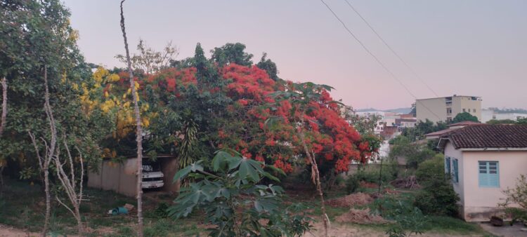 Considerada uma das árvores mais bonitas do mundo, flamboyant está florindo em cores vibrantes