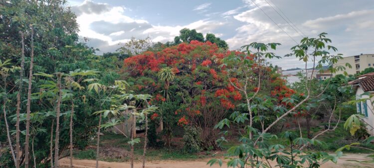 Considerada uma das árvores mais bonitas do mundo, flamboyant está florindo em cores vibrantes