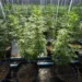 Mapa reúne evidências de efeito positivo da cannabis medicinal  em 20 quadros de saúde